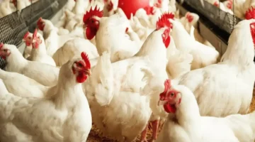 مواعيد الأيام البيض في رجب 2026 وأثرها في زيادة الأجر خلال الثلاثة أيام المحددة 1